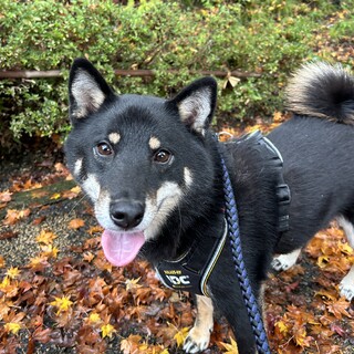 黒柴3歳ヤンチャです