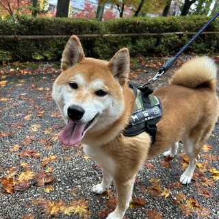 赤柴2歳甘えたです。