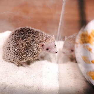 ヒメハリテンレッグ（ハリネズミ似）の里親募集！