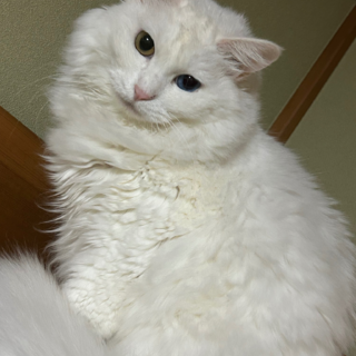 里親募集中。ふわふわ大人しい女の子