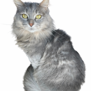 里親募集中。ふわふわ女の子