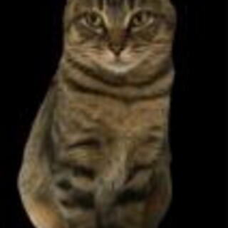 幸運をつかんだキジ子２歳。家猫修行完璧。