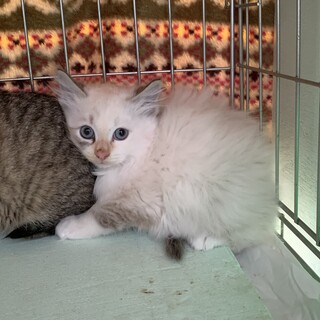 人慣れ中、キジトラちゃんと姉妹