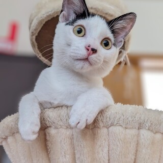 前髪としっぽがチャームポイント☆甘えん坊さんデス♡