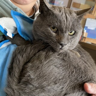 シャルトリュー風の濃グレーのオス