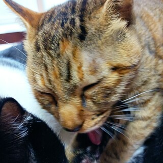 元気いっぱい甘えん坊プリンセス