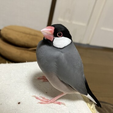 ちょいおこ