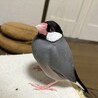 ちょいおこ
