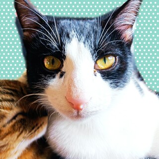 ♠食いしん坊ツンデレ王子♠