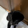 【募集一時停止】元気いっぱいピカピカの黒ちゃん サムネイル4