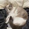 あおうみ1