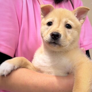 かわいい子犬　シルクちゃん　2ヶ月