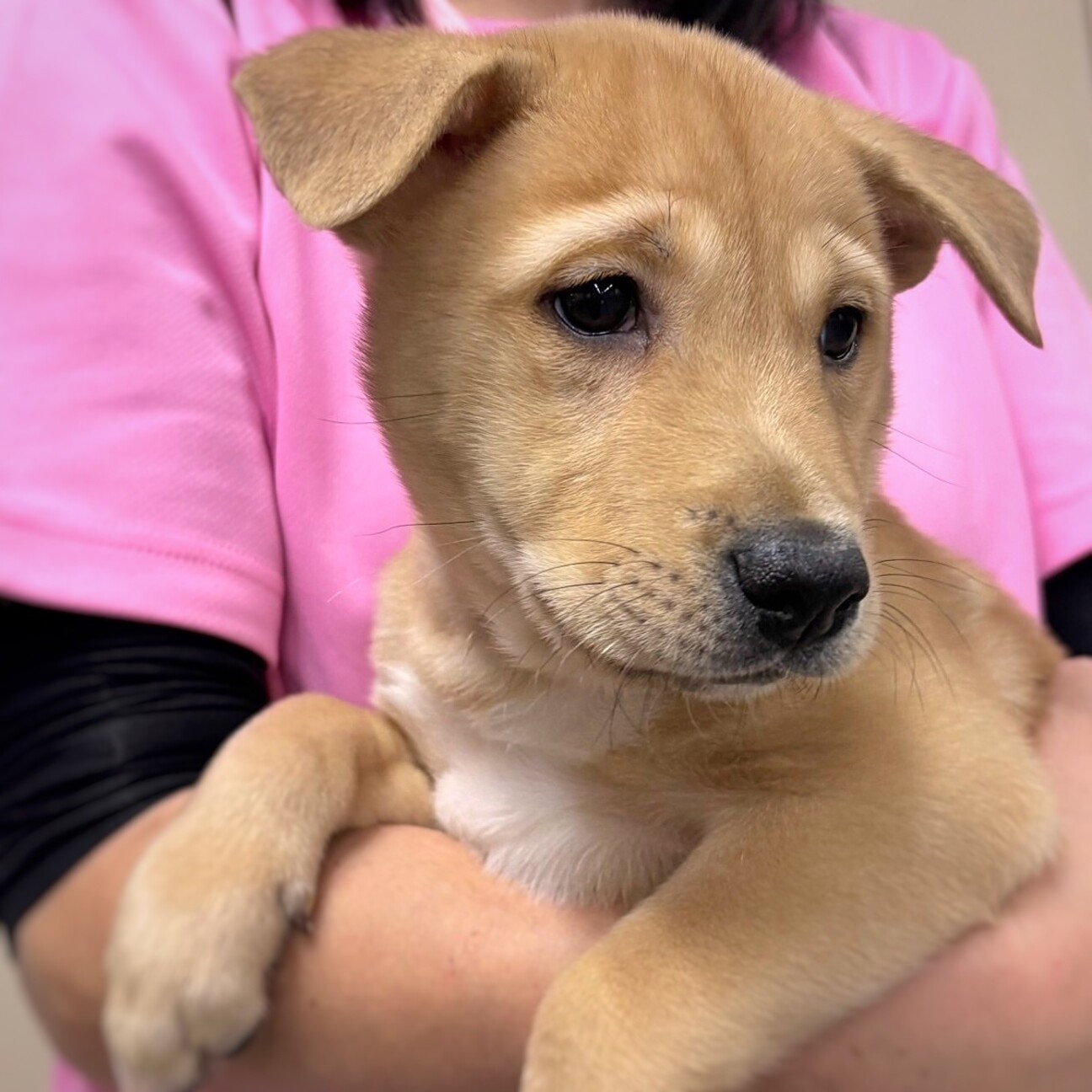 オーダー受付　6犬種マリンクルーズ　ご予約ページ　7/17 かわいい子犬 なるとくん」岡山県 - 犬の里親募集(507690