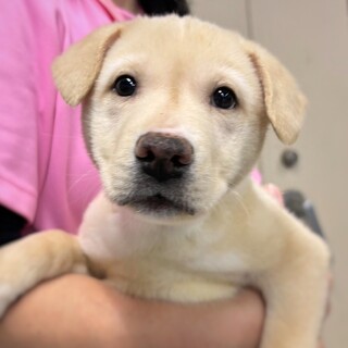 かわいい子犬　あずまくん　2ヶ月