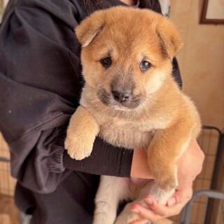 【相談中】かわいい子犬　りゅうくん　2ヶ月