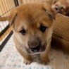 【相談中】かわいい子犬　りゅうくん　2ヶ月 サムネイル2