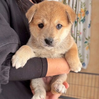 かわいい子犬 こうくん 2ヶ月」岡山県 - 犬の里親募集(507693) 1枚目の