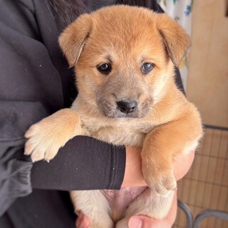 かわいい子犬　げんくん　2ヶ月