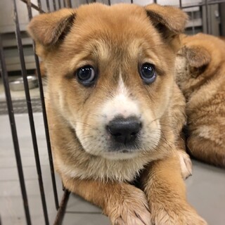 【相談中】かわいい子犬　まさくん　2ヶ月