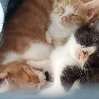 子猫の里親募集です