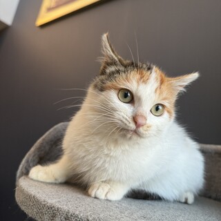 スリスリ甘えっ子丸顔が可愛い❤︎萩ちゃん3ヶ月