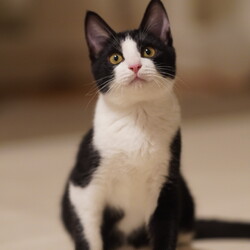 君と猫の赤い糸譲渡会 サムネイル2