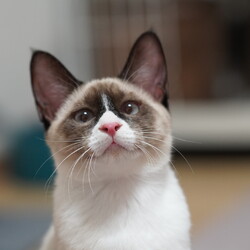 君と猫の赤い糸譲渡会 サムネイル3