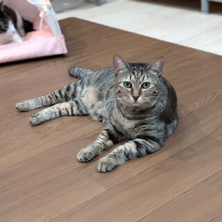 【マドレーヌ】おもちゃ大好き！美人なキジ猫さん