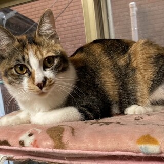 キャリアの子のお友達に！性格抜群のノンちゃん