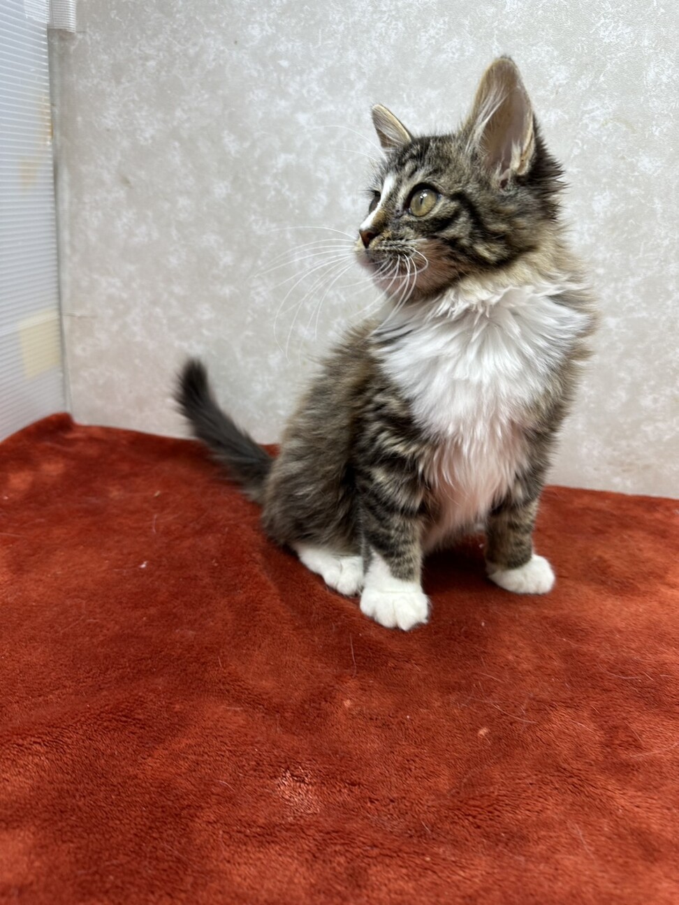 性格の良さが顔に出る！ブラウンタビーロング❤まつり サムネイル2