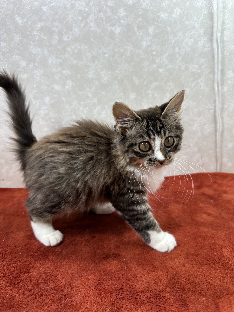 性格の良さが顔に出る！ブラウンタビーロング❤まつり サムネイル3