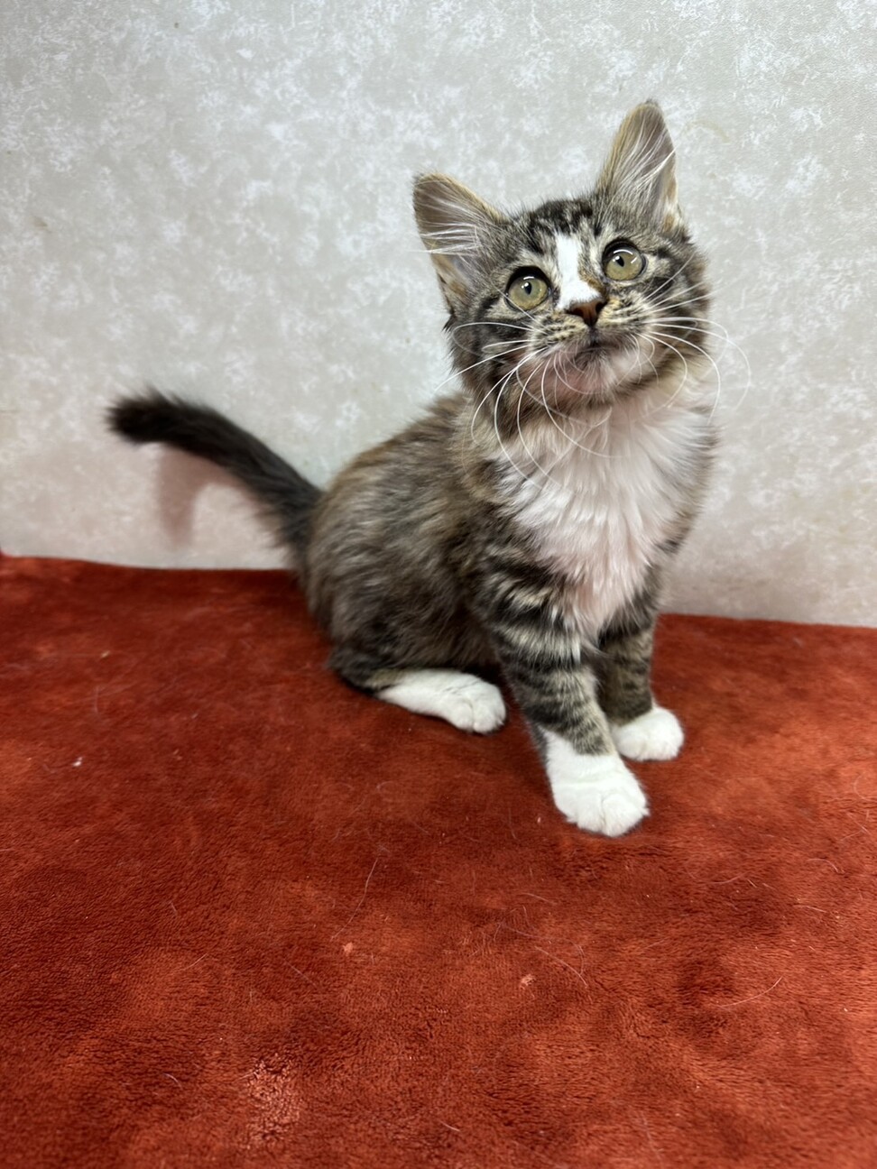 性格の良さが顔に出る！ブラウンタビーロング❤まつり サムネイル4