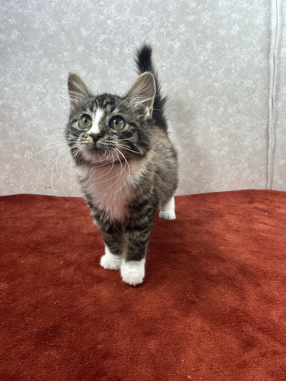 性格の良さが顔に出る！ブラウンタビーロング❤まつり サムネイル5