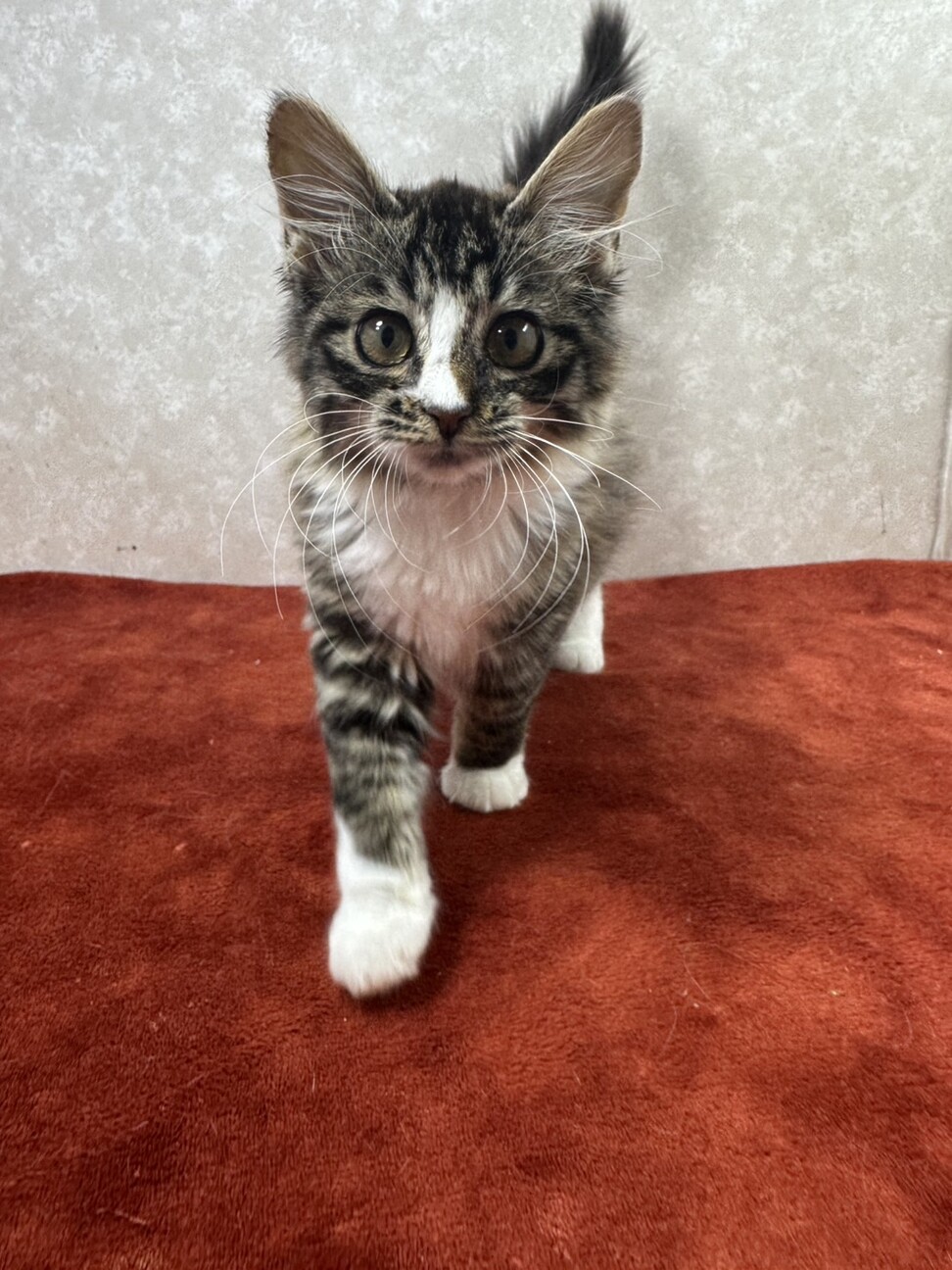 性格の良さが顔に出る！ブラウンタビーロング❤まつり サムネイル6