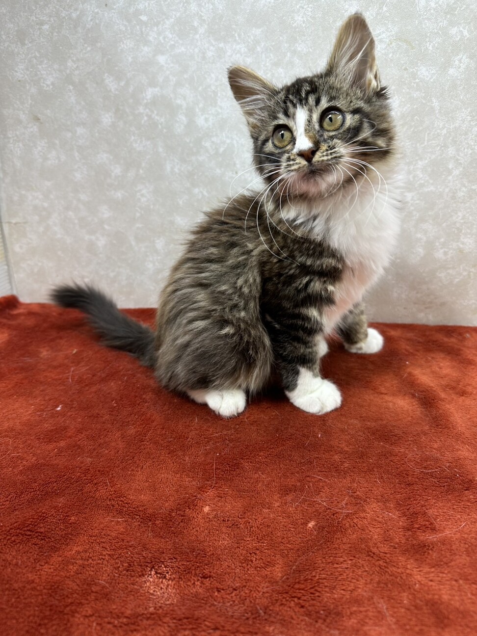 性格の良さが顔に出る！ブラウンタビーロング❤まつり サムネイル7