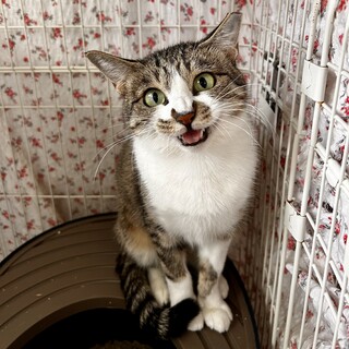 きれいなきじしろお嬢さん(トライアル中)