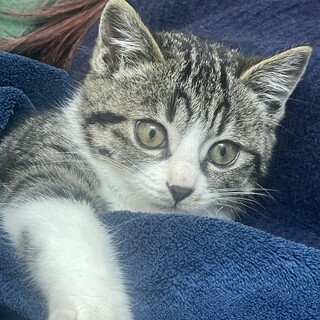 懐っこい可愛らしい子猫。トイレ上手。人馴れOK