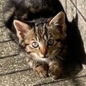 野良子猫クラシックタビー柄生後2ヶ月くらい
