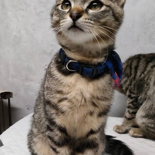 慣れ慣れきじこねこ男の子
