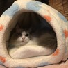 里親になって10年ほどのアナキン。元気だょ