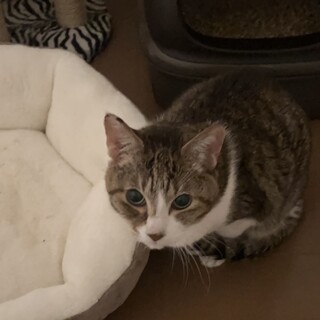 【大至急】16歳猫ちゃんの里親探しています