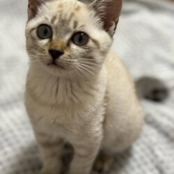 猫の譲渡会　in　名古屋市昭和生涯学習センター サムネイル3