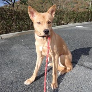 涼しげな目元が美しい元野犬の冬花（ふゆか）ちゃん