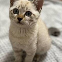 猫の譲渡会　in　名古屋市昭和生涯学習センター サムネイル3