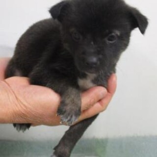 人馴れ抜群の可愛い子犬　生後1ヶ月　12月23日迄