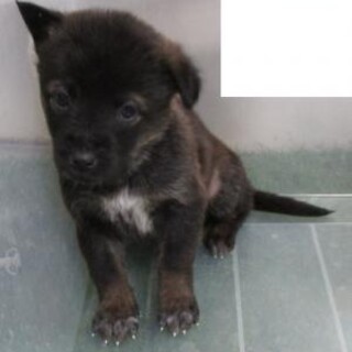 人馴れ抜群の可愛い子犬　生後1ヶ月　12月23日迄