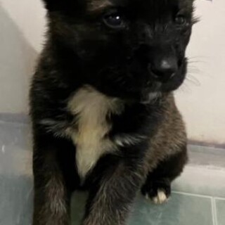 緊急！手の平サイズの小さな子犬　12月24日迄