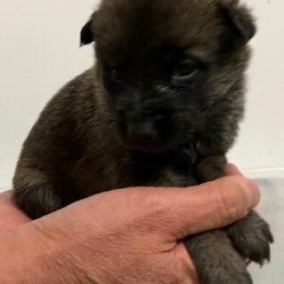緊急！手の平サイズの小さな子犬　12月24日迄