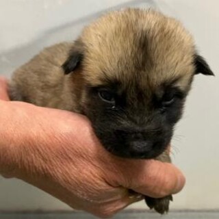 緊急！生後1ケ月　子犬9匹収容　12月24日迄