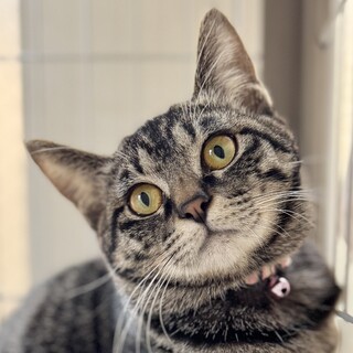 人馴れまであと3歩♡プリンセス・クロコダイル・聖子